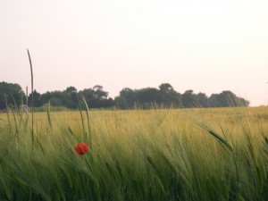 A poppy in a field in Normandy